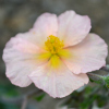Helianthemum Highdown Apricot - Abriachan Nurseries
